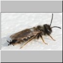 Schlupf eines Stylops-Maennchens 08.jpg